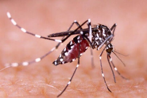 Pedro Leopoldo inicia campanha de vacinação contra a dengue para adolescentes de 10 a 14 anos
