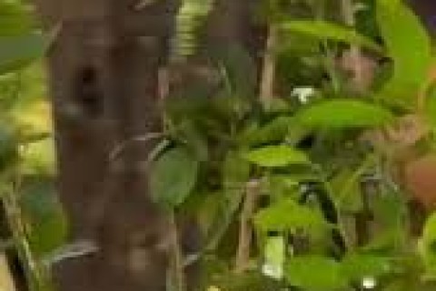 Prefeitura distribui mais de 100 mudas durante feirinha especial do Dia das Mulheres em Pedro Leopoldo