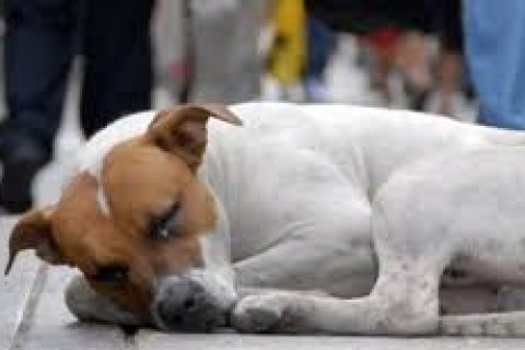 Vereadora destaca estudo para implantação de Casa de Passagem Animal em Pedro Leopoldo