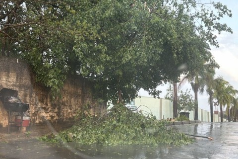 Chuva provoca quedas de árvores, pontos de alagamento e transtornos em Pedro Leopoldo