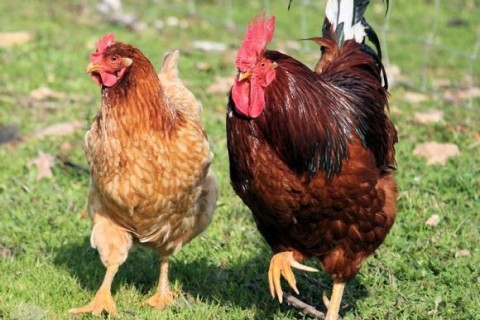 Furto de galinhas e galo é registrado em lote no bairro Lagoa dos Mares, em Confins