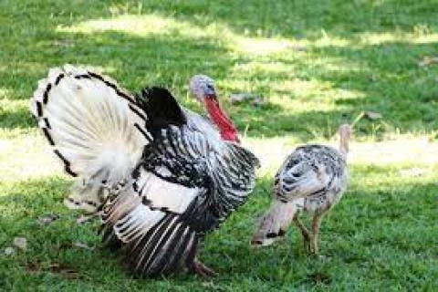 Casal de perus é furtado em fazenda na zona rural de Capim Branco