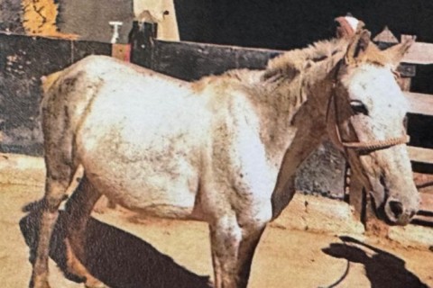 Presença de animais de grande porte na MG-424 reforça necessidade de denúncias para recolhimento