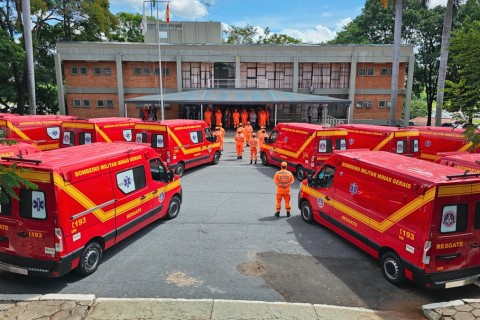 Bombeiros resgatam filhote de gato preso no alto de mangueira em Pedro Leopoldo
