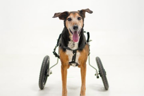 Cão símbolo da Cãominhada em Pedro Leopoldo morre aos 12 anos