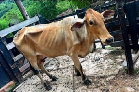 Recolhimento de animais de grande porte seguem ocorrendo em Pedro Leopoldo