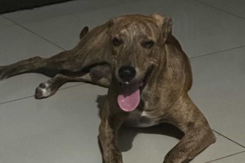 Cachorro desaparece após fogos durante comemoração do Cruzeiro em Pedro Leopoldo